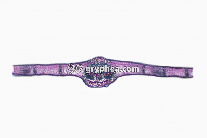 Feuille de Laurier noble CT x10 - gryphea.com